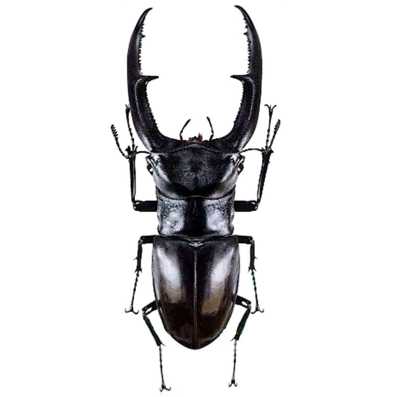 アート・デザイン・音楽 IL CERVo VOLANTE (Coleoptera lucanidae) アート・デザイン・音楽 IL CERVo VOLANTE (Coleoptera